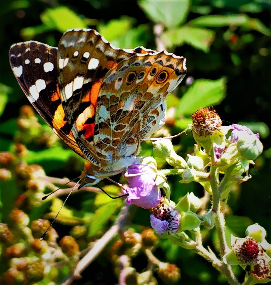 макросьемка