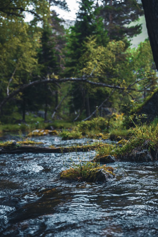 Рассвет у горного ручья