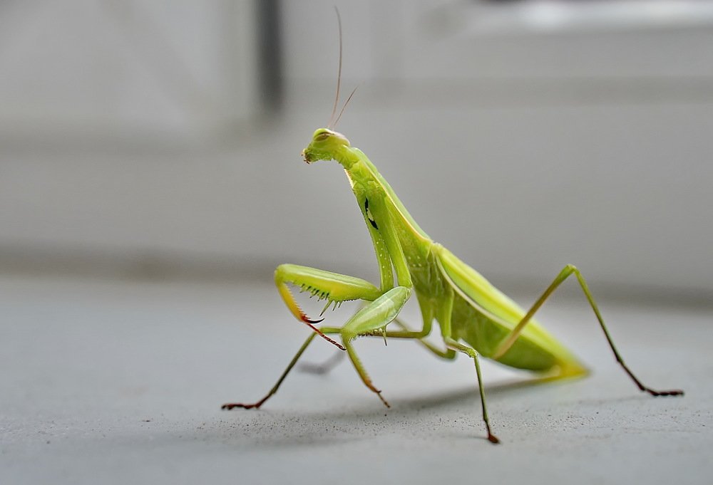 Фотография автора Анатолий Мироненко