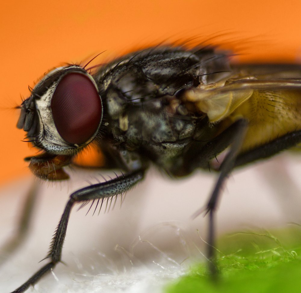 Indian housefly