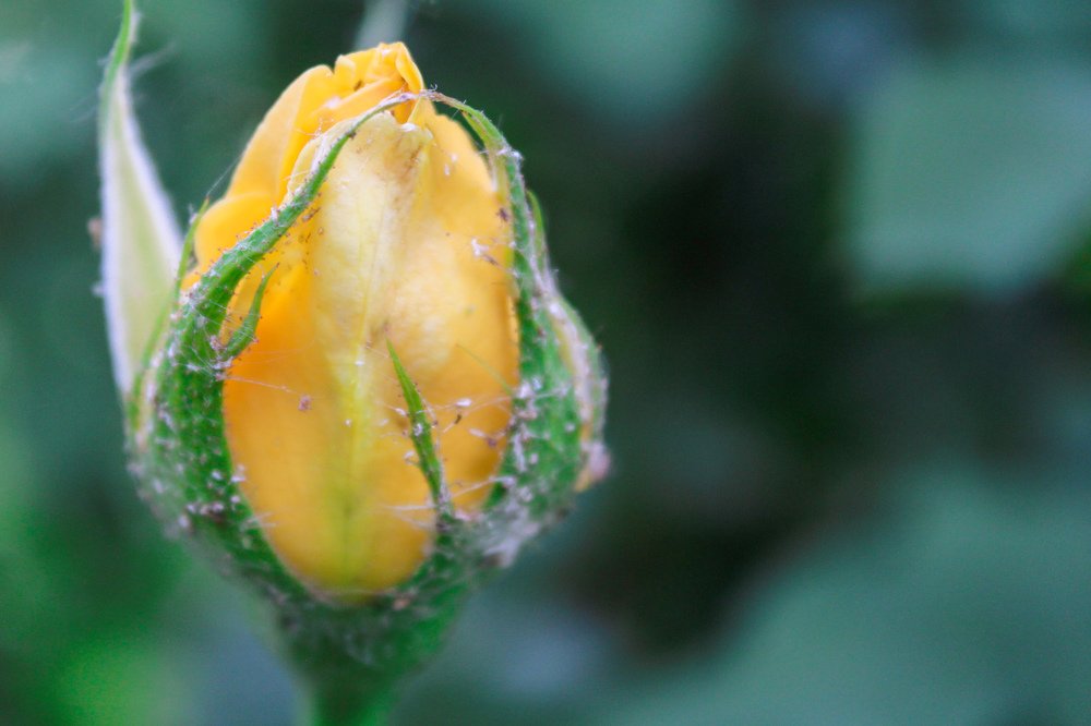 Фотография автора Найденова Алина