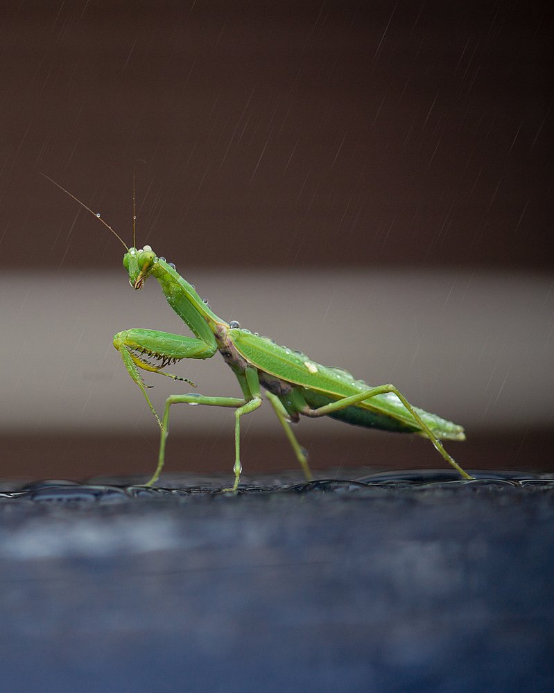 Parying mantis in Rain