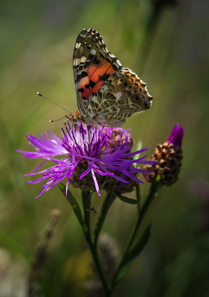 Photograph by Елена Рубинская