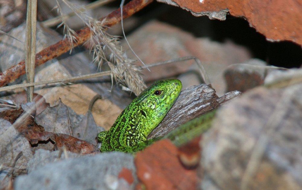 Photograph by Алексей Федулов