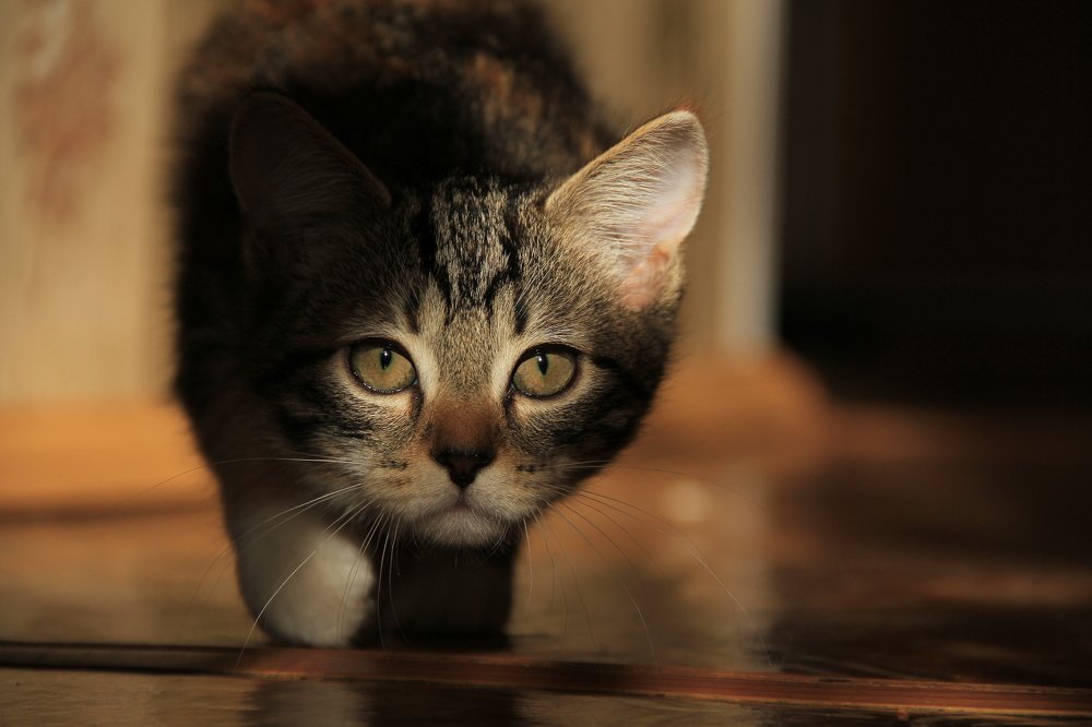 Домашний хищник