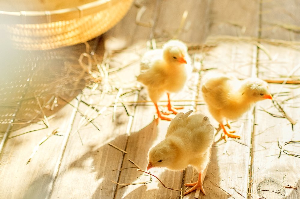 Цыплята