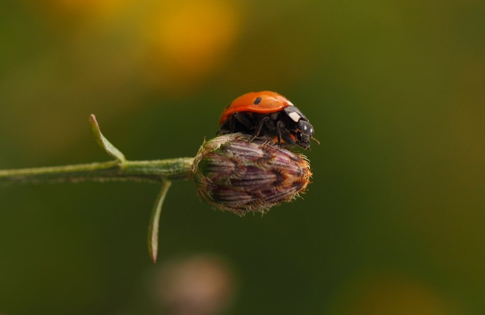 Божья коровка