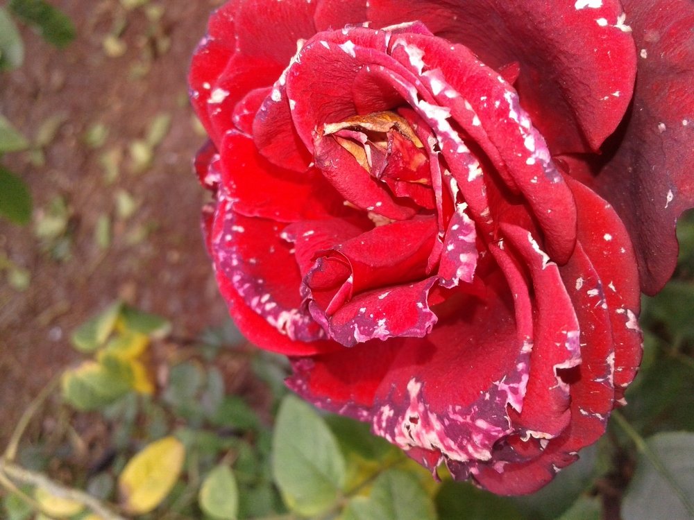 The red rose in the garden