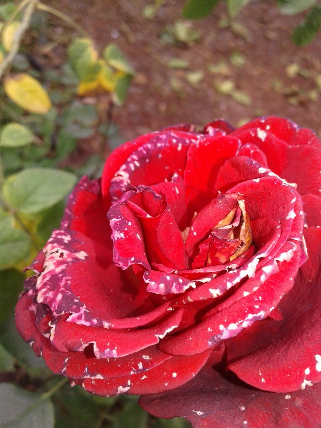 The red rose in the garden
