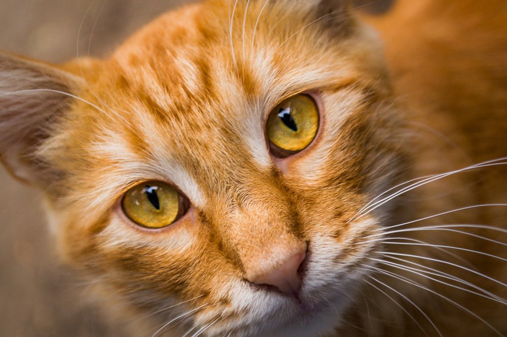 Photograph by Михаил Гнатковский