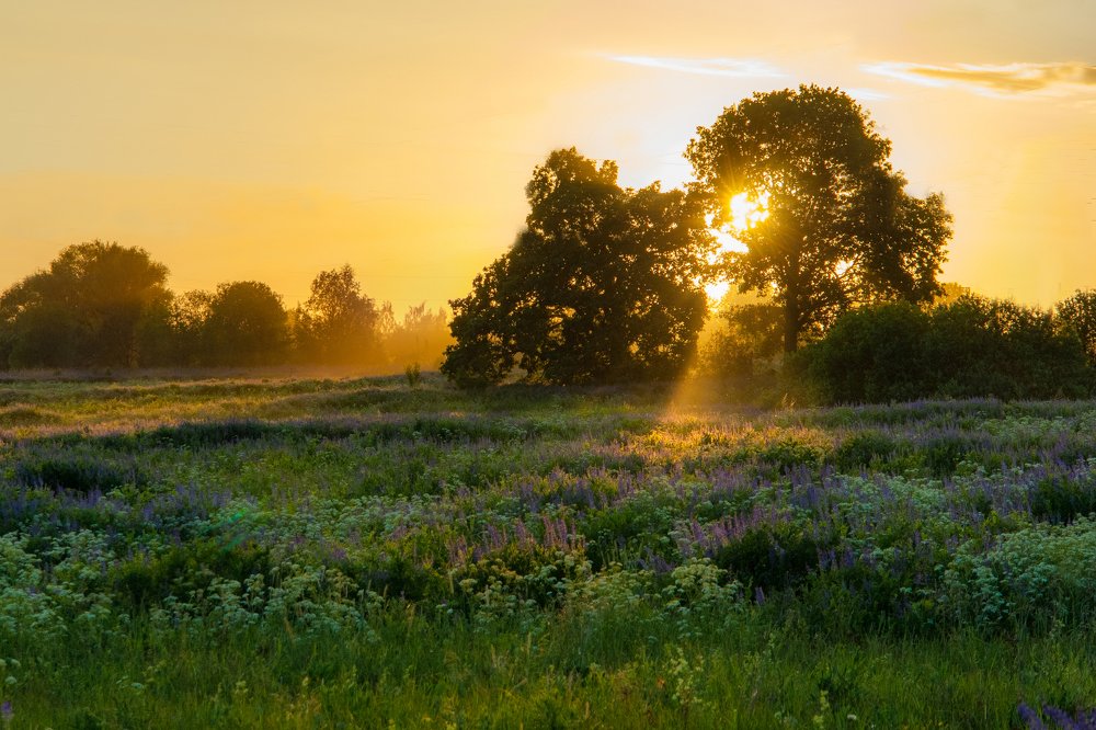 Солнечный луг
