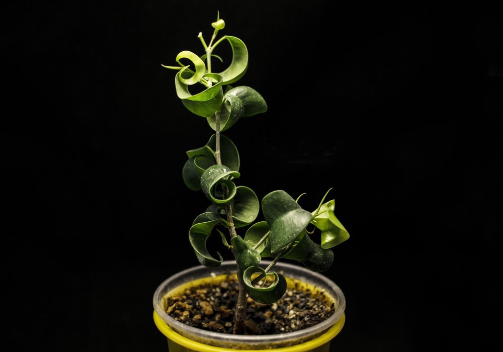 Минимализм