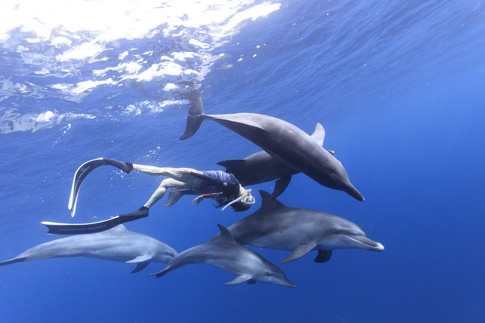 dolphins