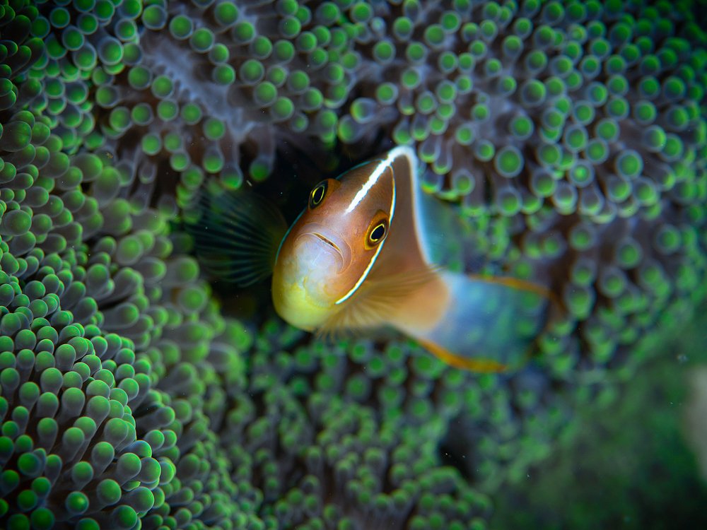 Photograph by Юрий Журавлев