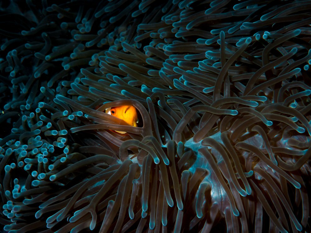 Photograph by Юрий Журавлев