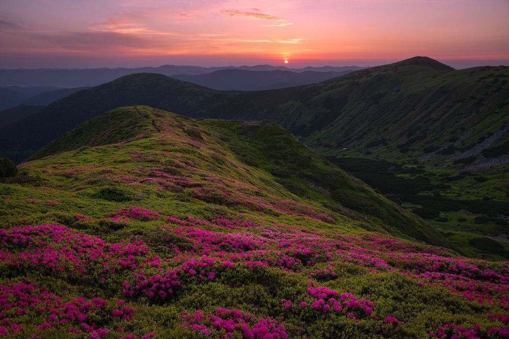 Червона Рута