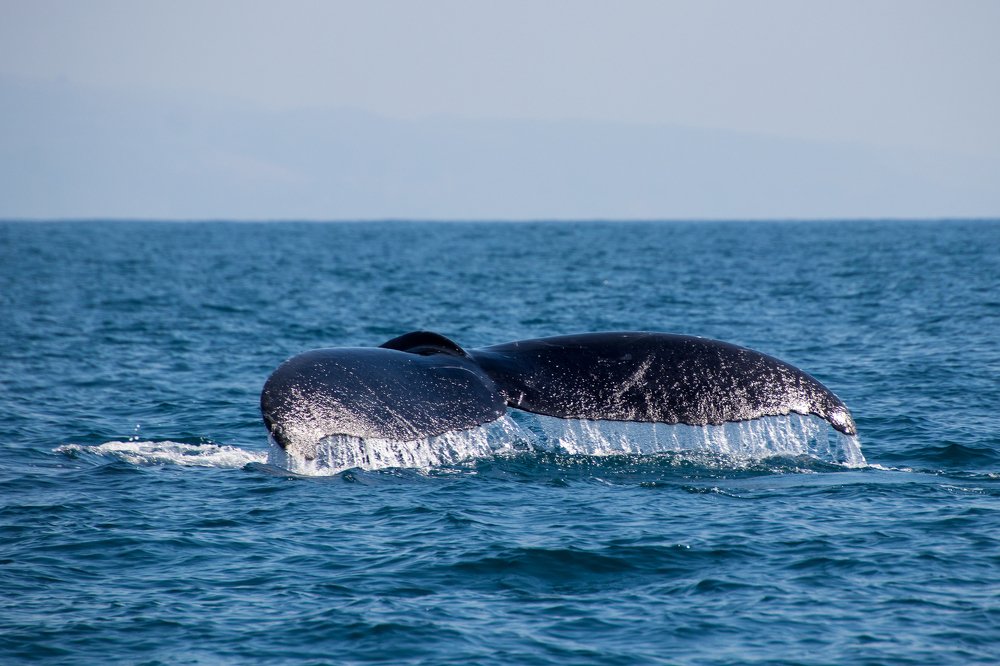 Whales in the deep blue