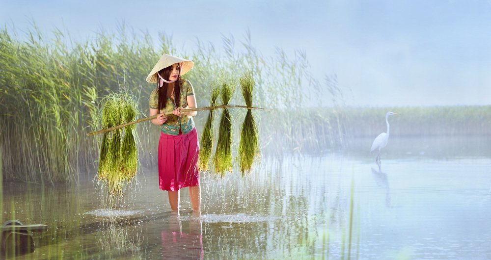 Сборщица риса