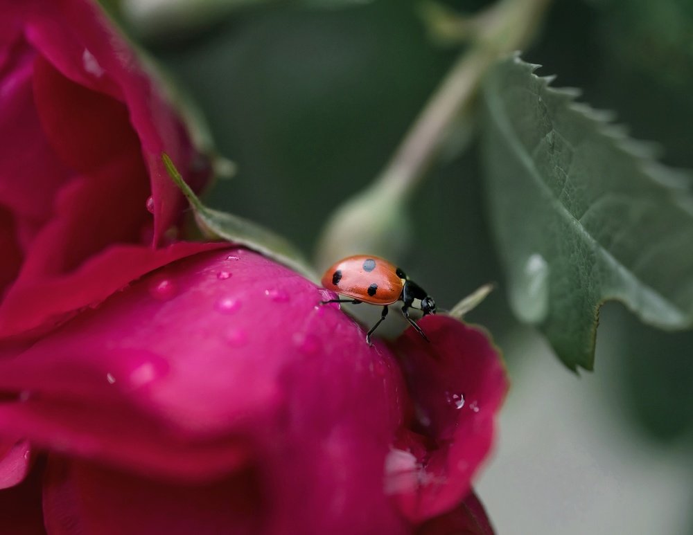 Цветочное путешествие
