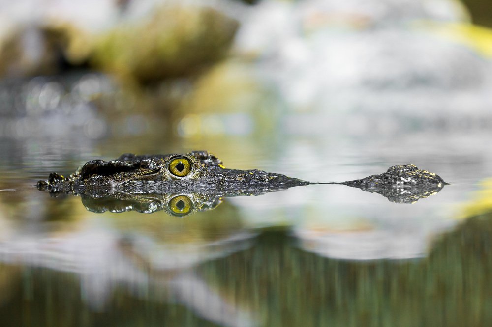 Photograph by Oleg Patrin