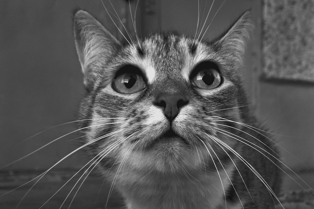 А ты кто такой ?