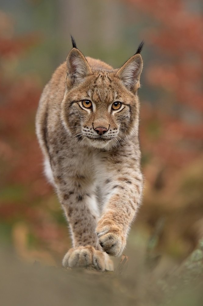 Eurasian lynx