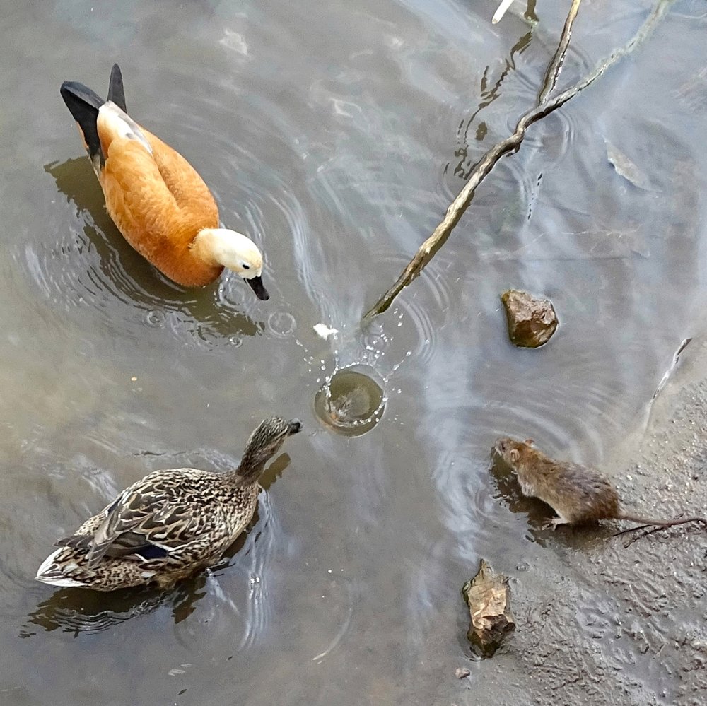 Соперничество...