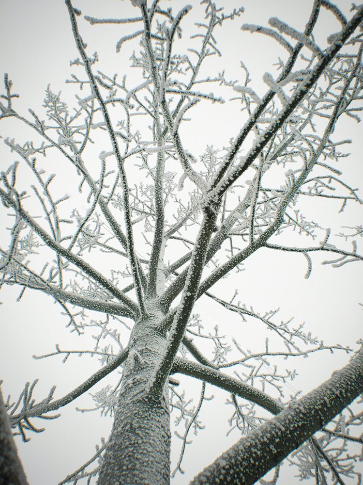 Морозная крепкость