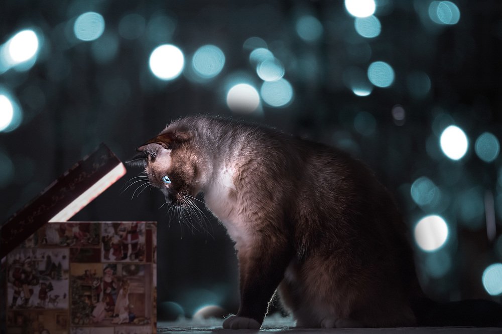 Новогоднее чудо