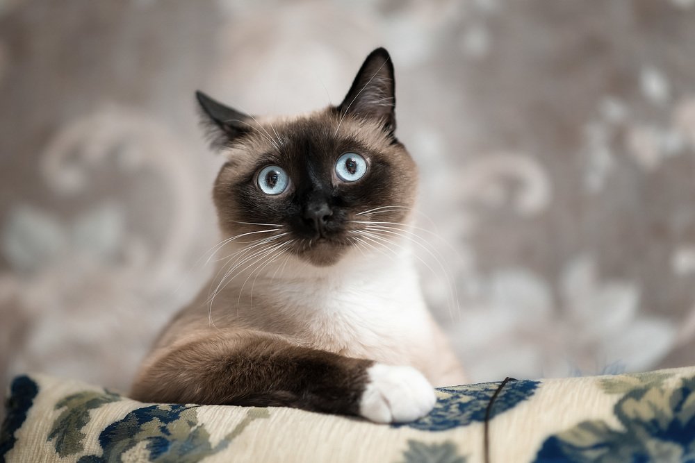 Портрет любимца