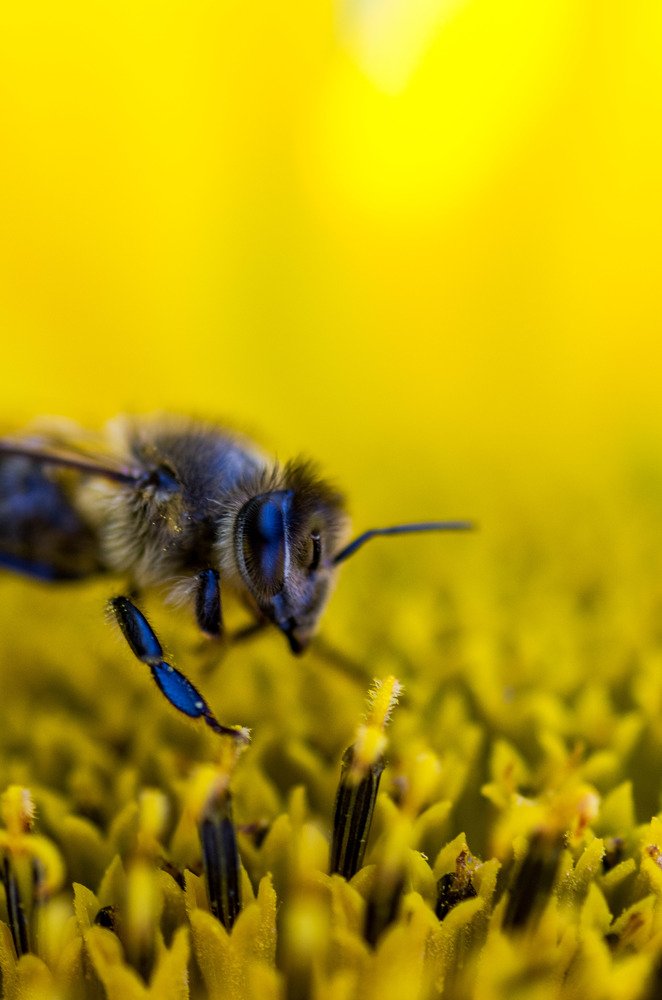 Пчела на стиле