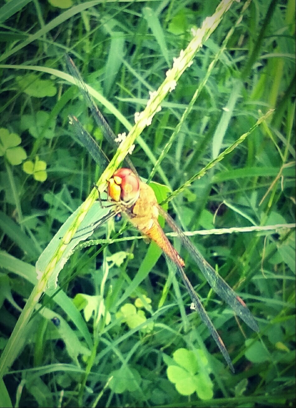 Dragonfly