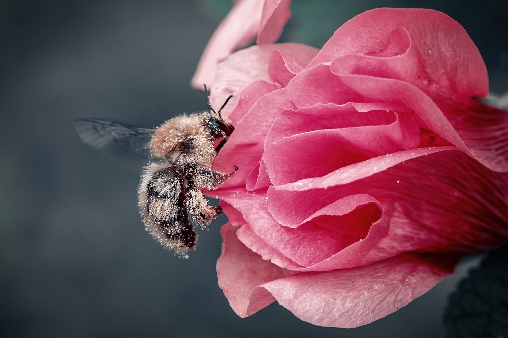 Пчелка в пыльце