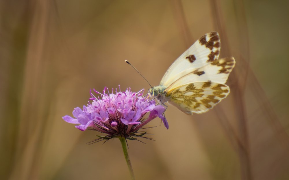 Photograph by Farshad Yazdankhah