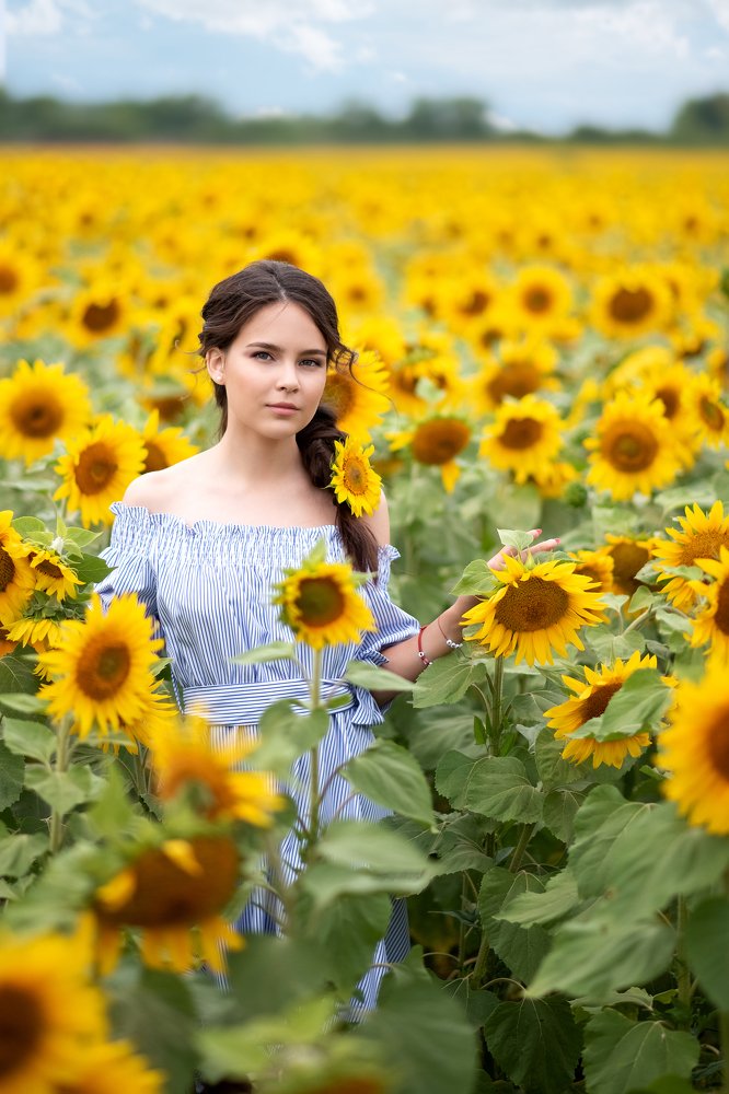 Подсолнухи