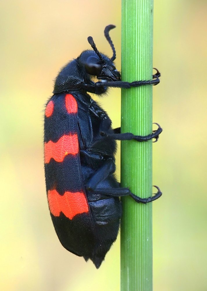 Orange Blister Beetle