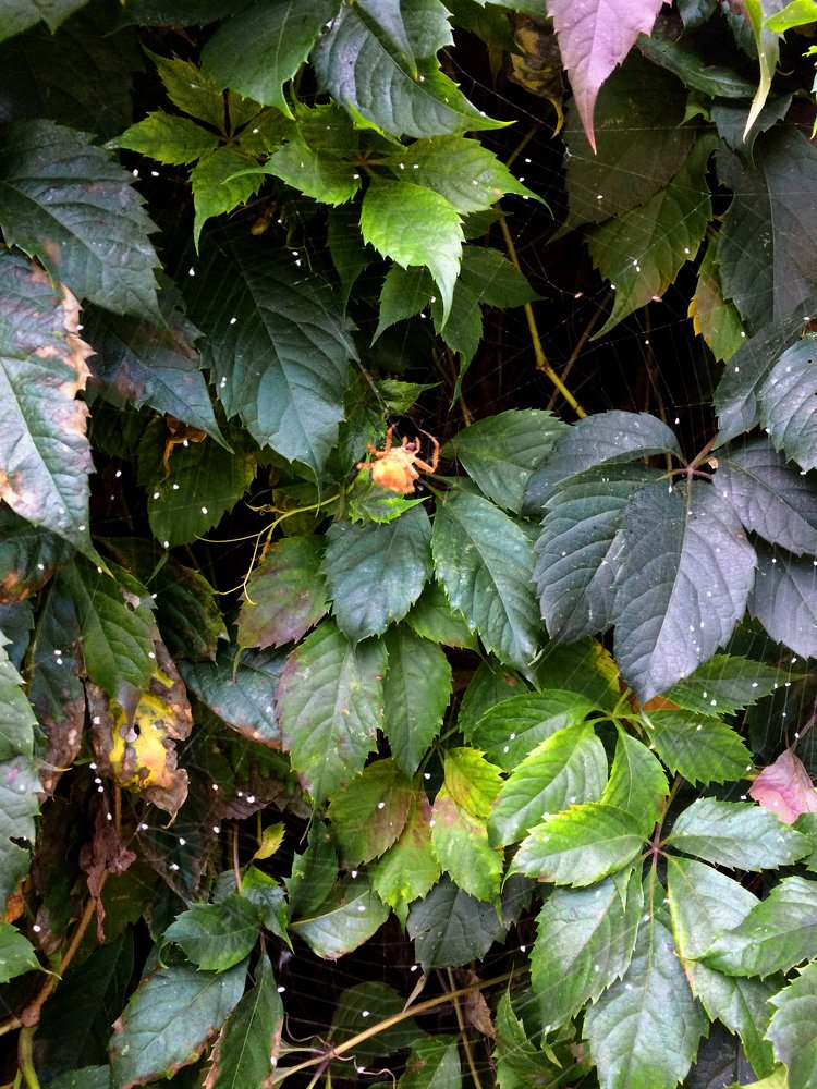 Photograph by Полина Синельникова