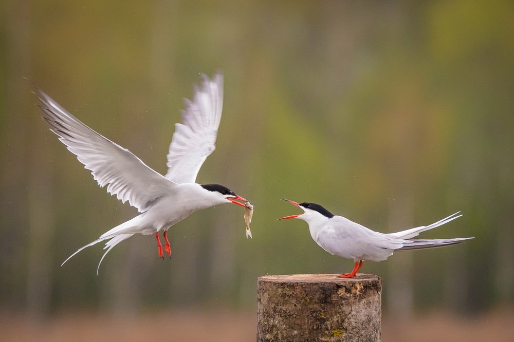 Photograph by Дмитрий Вилюнов
