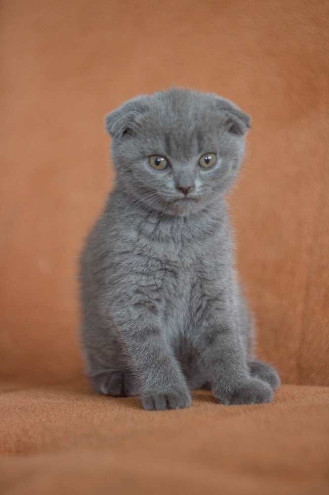 Пуля Витальевна