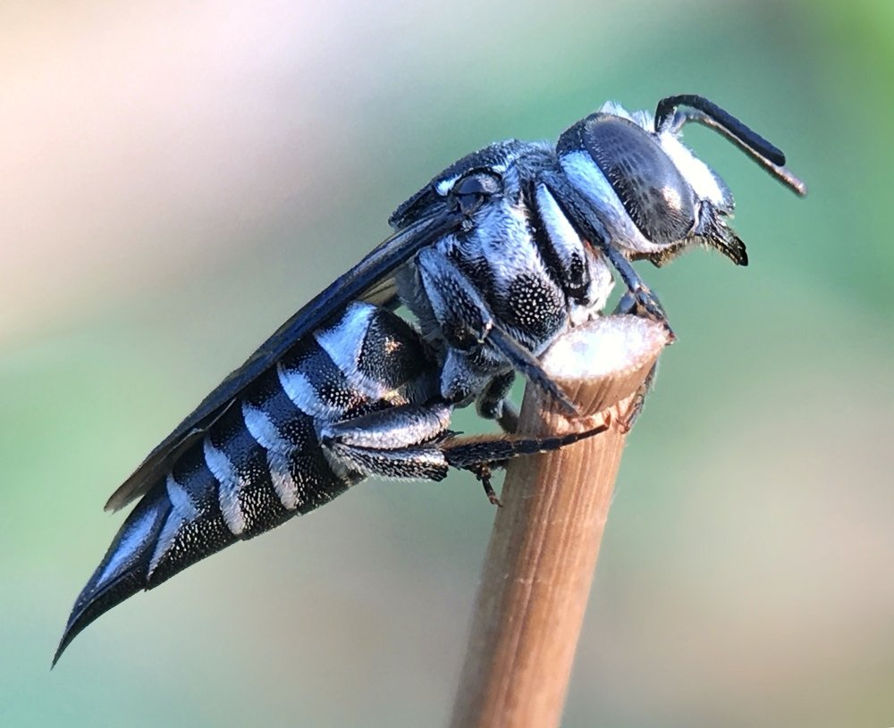 Cuckoo Leafcutter Bee