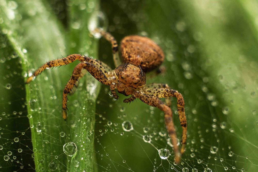 Паук в росе