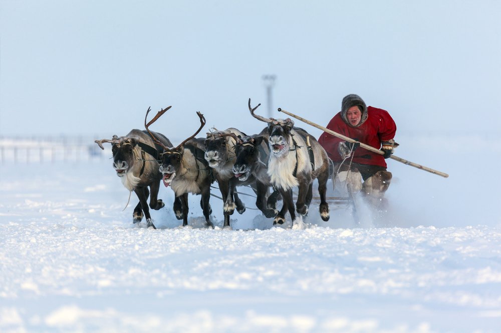 Оленьи бега, финиш.