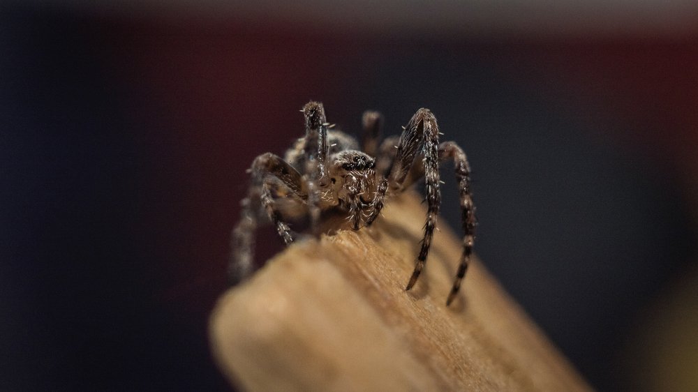 Посиделки на прищепке