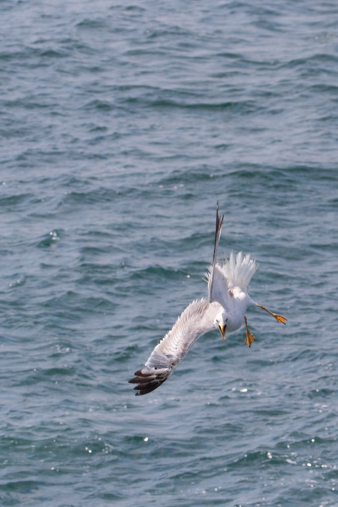 Photograph by Георгий Ковалев