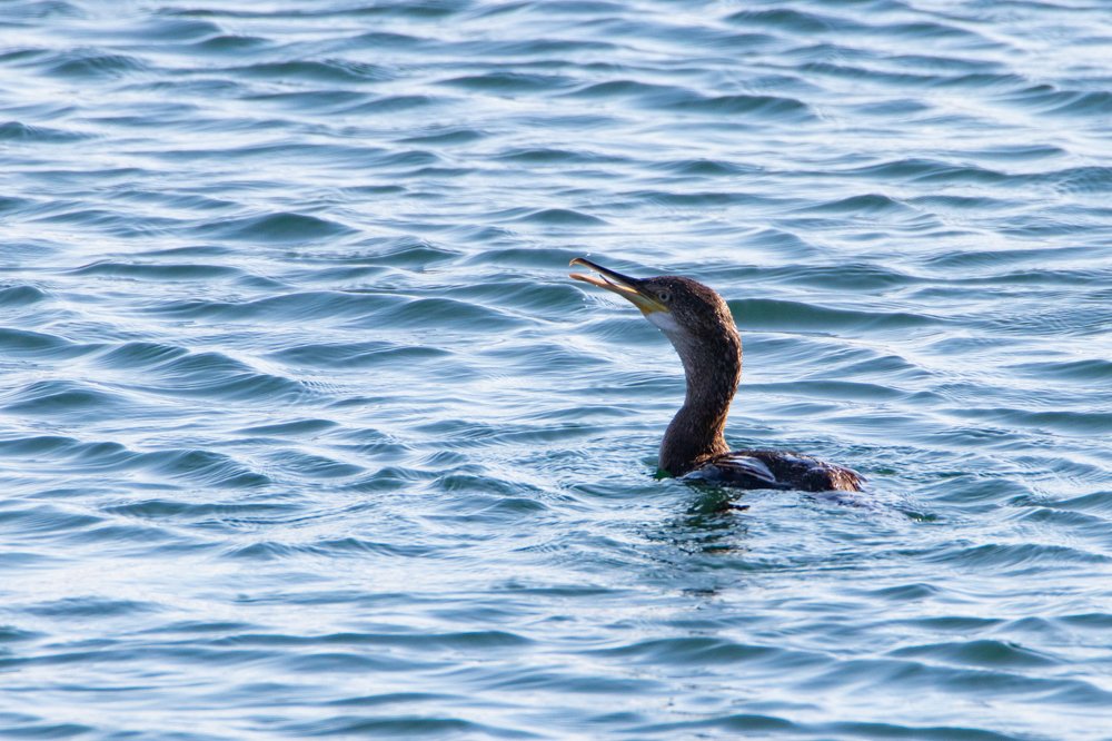 Photograph by Георгий Ковалев