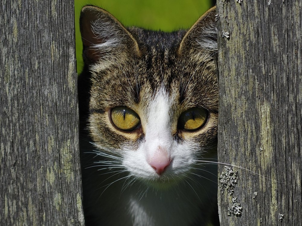 Подглядывающий