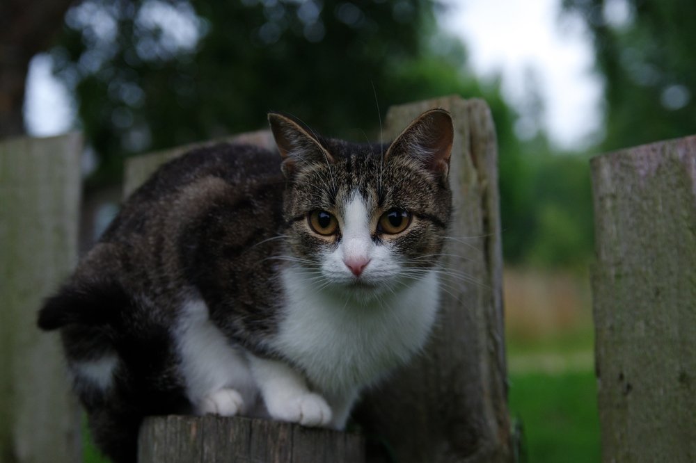 Жду хозяйку