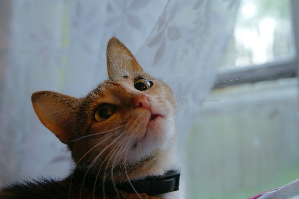 Я вас слушаю!