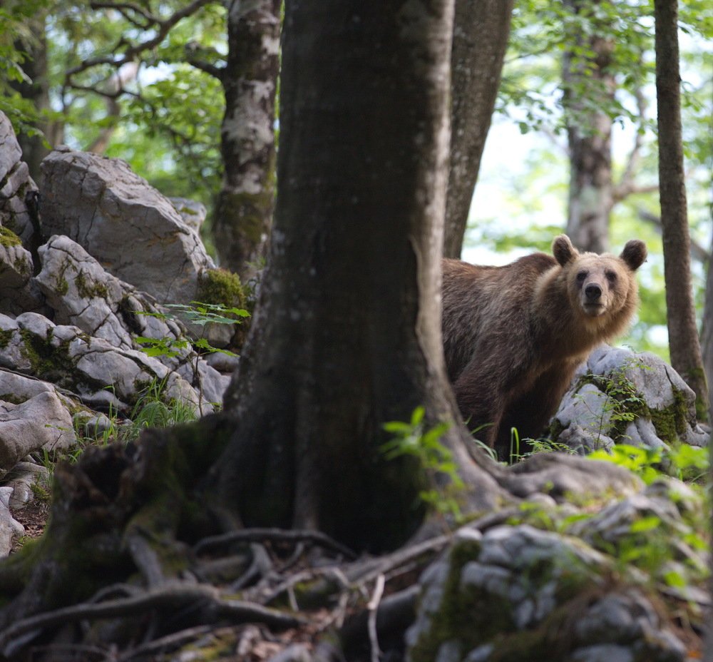 Дикий Европейский мишка.