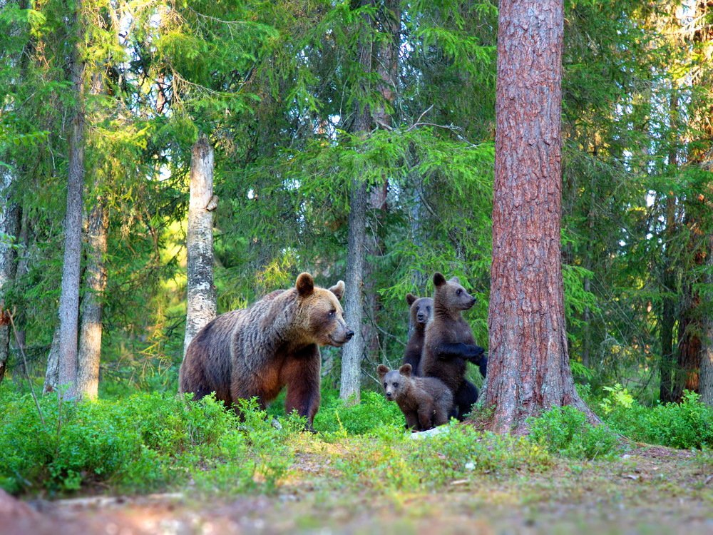 Настороженность